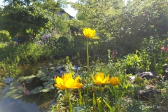 Chinesische Trollblume-trollius chinensis Foto Eiler_bearb