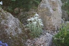 Edelweiß Stella bavariae Foto Eiler_bearb