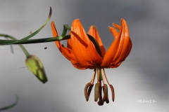 Lilium pumilum Foto Eiler_bearb