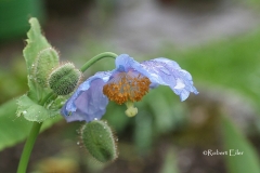 Scheinmohn-Meconopsis betonicifolia Foto Eiler_bearb