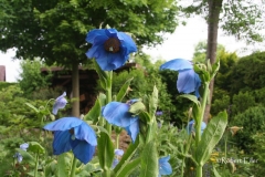 Scheinmohn-Meconopsis x sheldonii Foto Eiler_bearb