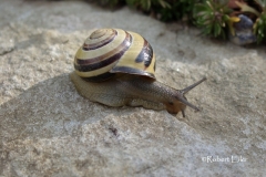 Schnirkelschnecke Foto Eiler_bearb